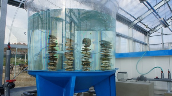 ゼネラル・オイスター、海洋深層水を用いて牡蠣を畜養する特許技術で